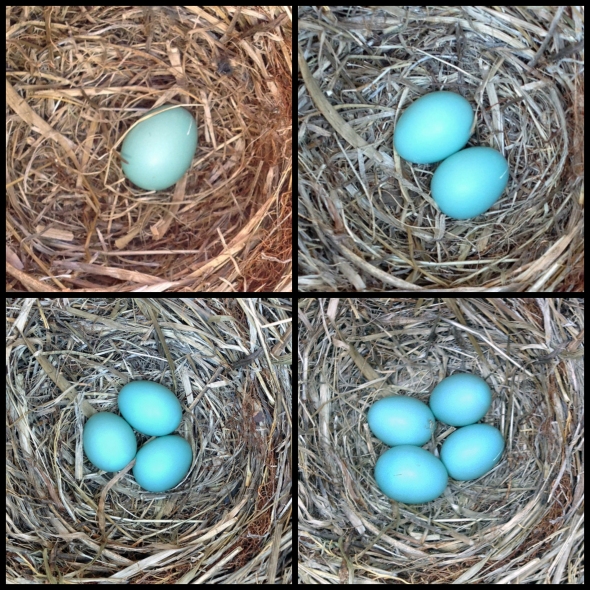 Bluebird eggs 