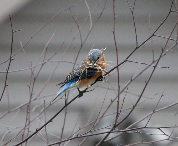 female bluebird