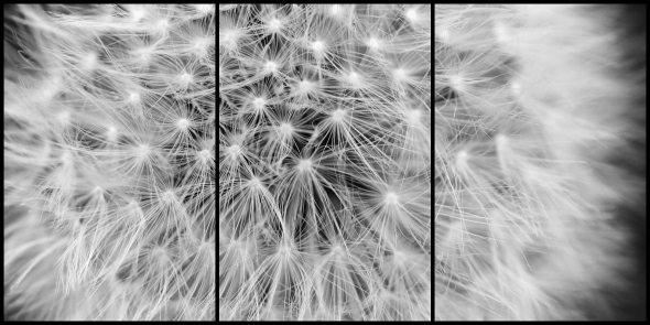 dandelion same Collage